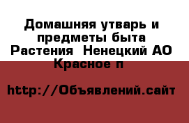 Домашняя утварь и предметы быта Растения. Ненецкий АО,Красное п.